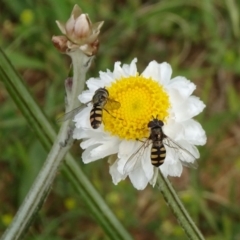 Melangyna viridiceps (Hover fly) at Adaminaby, NSW - 17 Nov 2018 by JanetRussell