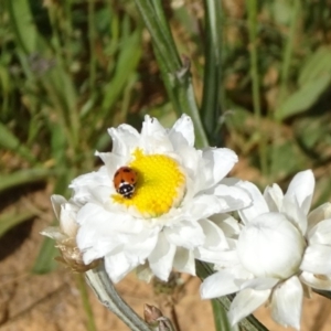 Hippodamia variegata at Adaminaby, NSW - 17 Nov 2018 03:53 PM