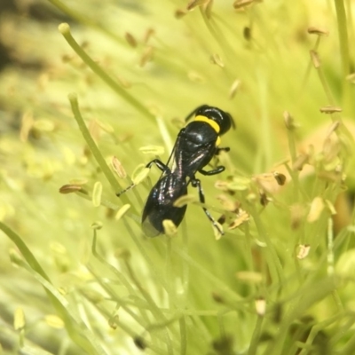 Hylaeus (Prosopisteron) primulipictus (Hylaeine colletid bee) at Acton, ACT - 19 Nov 2018 by PeterA