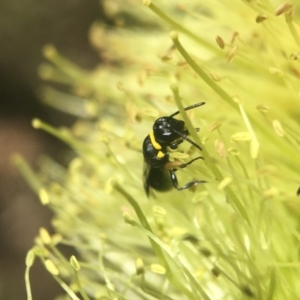 Hylaeus (Prosopisteron) primulipictus at Acton, ACT - 19 Nov 2018