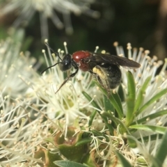 Lasioglossum (Callalictus) callomelittinum (Halictid bee) at Acton, ACT - 9 Nov 2018 by PeterA