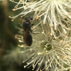 Euryglossa sp. (genus) at Acton, ACT - 13 Nov 2018