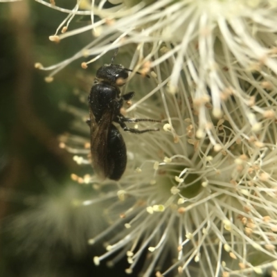 Euryglossa sp. (genus) (A native bee) at ANBG - 13 Nov 2018 by PeterA