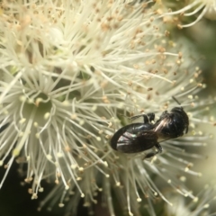 Euryglossa sp. (genus) at Acton, ACT - 13 Nov 2018