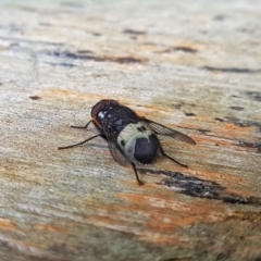 Amphibolia (Amphibolia) ignorata (A bristle fly) at Kambah, ACT - 24 Nov 2018 by Nishpuss