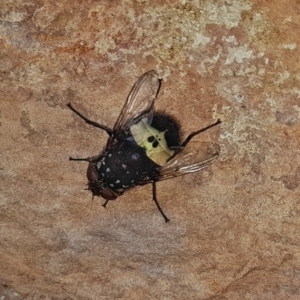 Amphibolia (Amphibolia) ignorata at Kambah, ACT - 24 Nov 2018 04:38 PM