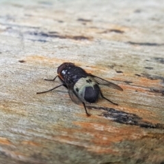 Amphibolia (Amphibolia) ignorata at Kambah, ACT - 24 Nov 2018 04:38 PM