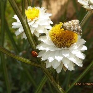 Oenogenes fugalis at Adaminaby, NSW - 17 Nov 2018