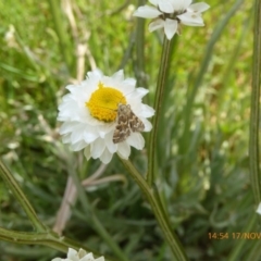 Oenogenes fugalis at Adaminaby, NSW - 17 Nov 2018