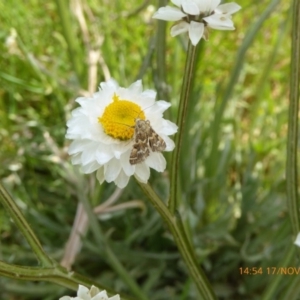 Oenogenes fugalis at Adaminaby, NSW - 17 Nov 2018