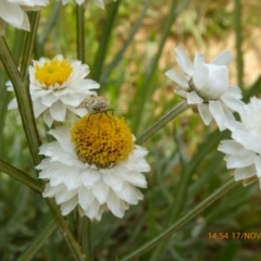 Oenogenes fugalis at Adaminaby, NSW - 17 Nov 2018