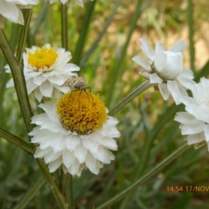 Oenogenes fugalis at Adaminaby, NSW - 17 Nov 2018