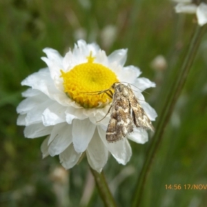 Oenogenes fugalis at Adaminaby, NSW - 17 Nov 2018