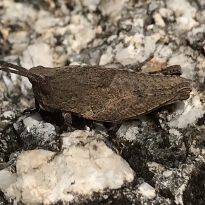 Acrididae sp. (family) (Unidentified Grasshopper) at Tidbinbilla Nature Reserve - 24 Nov 2018 by PeterR