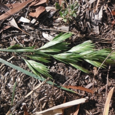 Bromus catharticus (Prairie Grass) at Griffith Woodland - 20 Nov 2018 by ianandlibby1