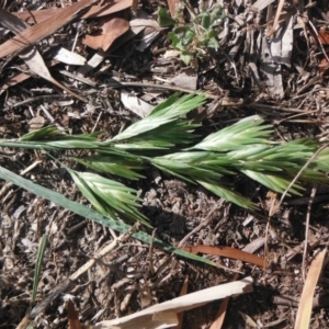 Bromus catharticus at Griffith, ACT - 21 Nov 2018