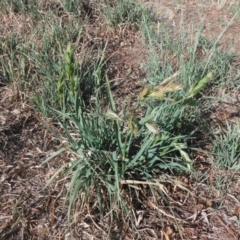 Bromus catharticus at Griffith, ACT - 21 Nov 2018