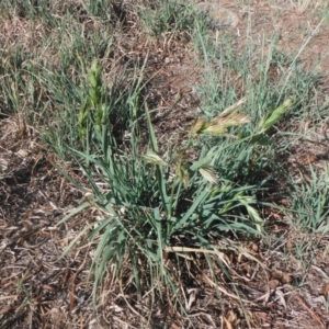 Bromus catharticus at Griffith, ACT - 21 Nov 2018