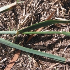 Bromus catharticus at Griffith, ACT - 21 Nov 2018 12:00 AM