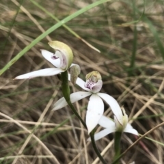 Caladenia moschata (Musky Caps) at Paddys River, ACT - 24 Nov 2018 by PeterR
