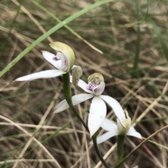 Caladenia moschata (Musky Caps) at Tidbinbilla Nature Reserve - 24 Nov 2018 by PeterR