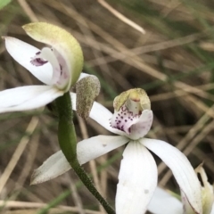 Caladenia moschata at Paddys River, ACT - suppressed