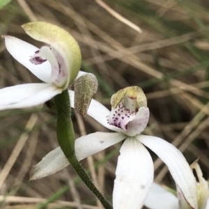 Caladenia moschata at Paddys River, ACT - 24 Nov 2018