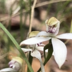 Caladenia moschata at Paddys River, ACT - 24 Nov 2018