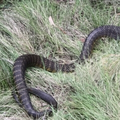 Notechis scutatus (Tiger Snake) at Namadgi National Park - 24 Nov 2018 by PeterR