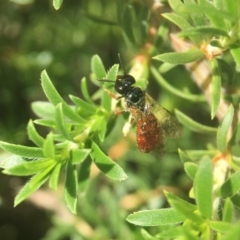 Exoneura sp. (genus) (A reed bee) at ANBG - 9 Nov 2018 by PeterA