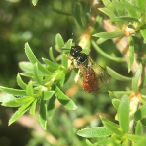 Exoneura sp. (genus) at Acton, ACT - 9 Nov 2018 02:50 PM