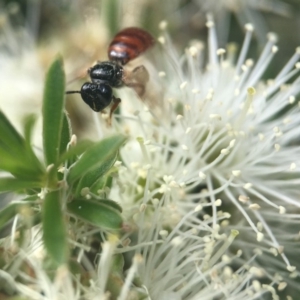 Exoneura sp. (genus) at Acton, ACT - 9 Nov 2018 02:50 PM