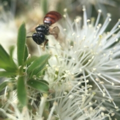 Exoneura sp. (genus) at Acton, ACT - 9 Nov 2018