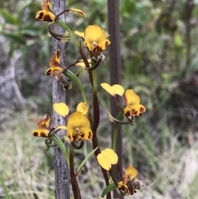 Diuris semilunulata (Late Leopard Orchid) at Paddys River, ACT - 24 Nov 2018 by PeterR