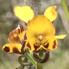 Diuris semilunulata at Paddys River, ACT - 24 Nov 2018