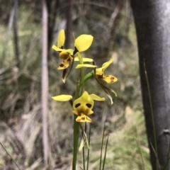Diuris sulphurea (Tiger Orchid) at Tidbinbilla Nature Reserve - 24 Nov 2018 by PeterR