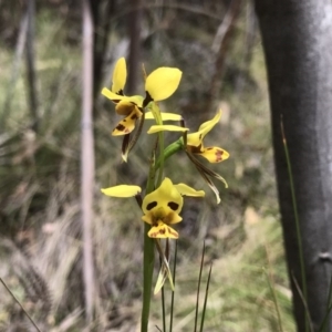 Diuris sulphurea at Paddys River, ACT - suppressed