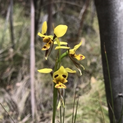 Diuris sulphurea (Tiger Orchid) at Paddys River, ACT - 24 Nov 2018 by PeterR