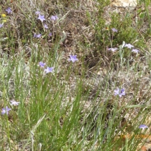 Wahlenbergia luteola at Adaminaby, NSW - 17 Nov 2018