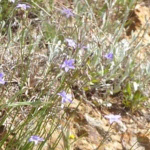 Wahlenbergia luteola at Adaminaby, NSW - 17 Nov 2018