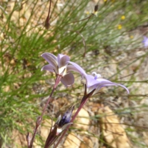 Wahlenbergia luteola at Adaminaby, NSW - 17 Nov 2018