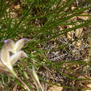 Wahlenbergia luteola at Adaminaby, NSW - 17 Nov 2018