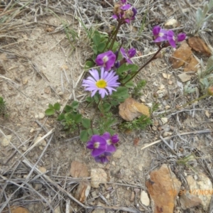 Glycine tabacina at Adaminaby, NSW - 17 Nov 2018 01:38 PM