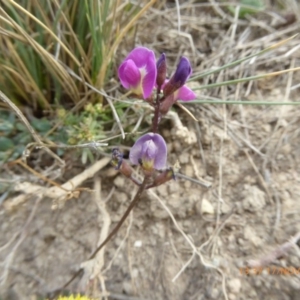 Glycine tabacina at Adaminaby, NSW - 17 Nov 2018 01:38 PM