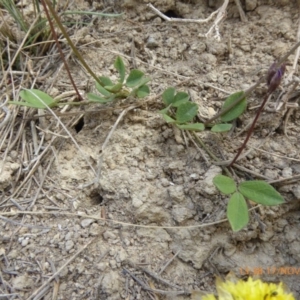 Glycine tabacina at Adaminaby, NSW - 17 Nov 2018 01:38 PM