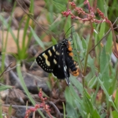 Phalaenoides tristifica (Willow-herb Day-moth) at Booth, ACT - 24 Nov 2018 by RichForshaw