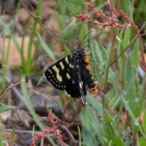 Phalaenoides tristifica at Booth, ACT - 24 Nov 2018