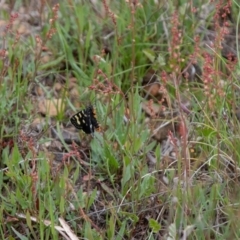 Phalaenoides tristifica at Booth, ACT - 24 Nov 2018 12:47 PM