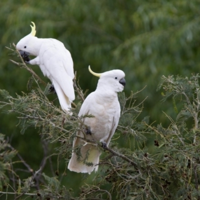 Cacatua galerita (Sulphur-crested Cockatoo) at Tennent, ACT - 24 Nov 2018 by RichForshaw