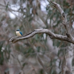 Todiramphus sanctus (Sacred Kingfisher) at Booth, ACT - 24 Nov 2018 by RichForshaw